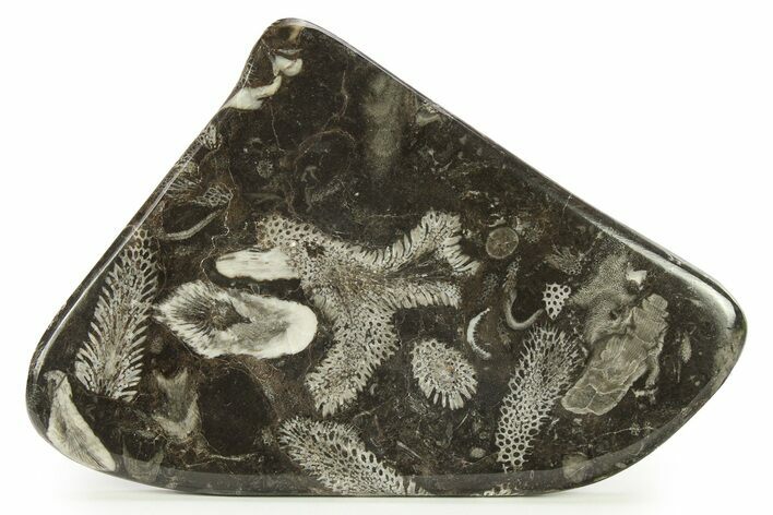 Polished Devonian Fossil Coral and Bryozoan Plate - Morocco #290352